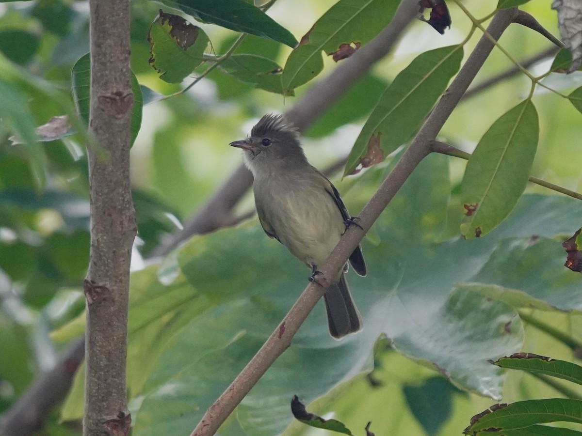 Caribbean Elaenia (Chinchorro) - ML646378877