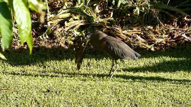 Bare-throated Tiger-Heron - ML646378878