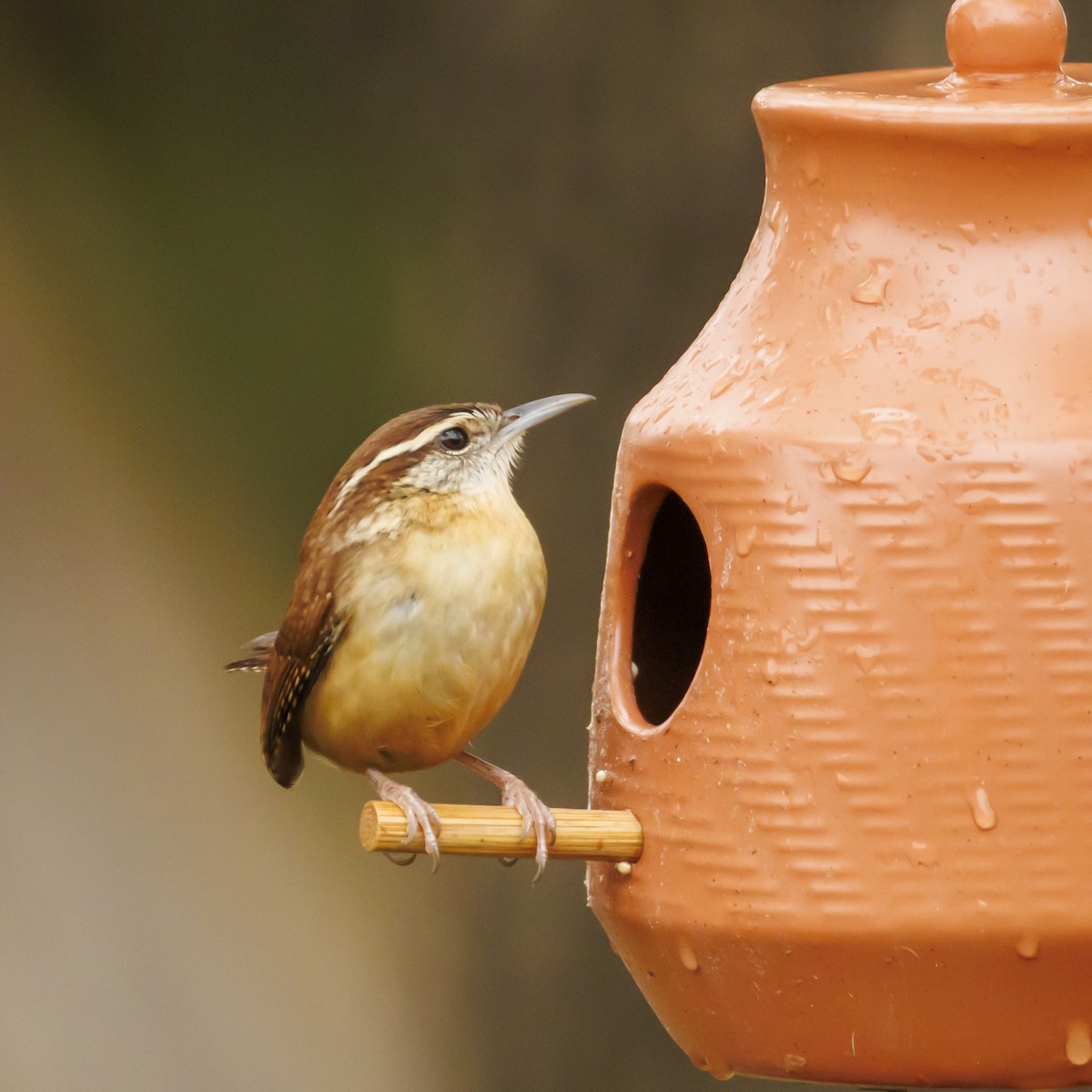 Carolina Wren - ML646378879