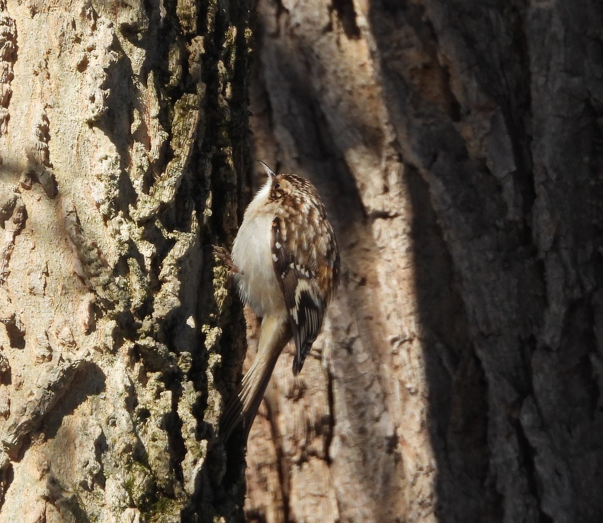 Brown Creeper - ML646378880