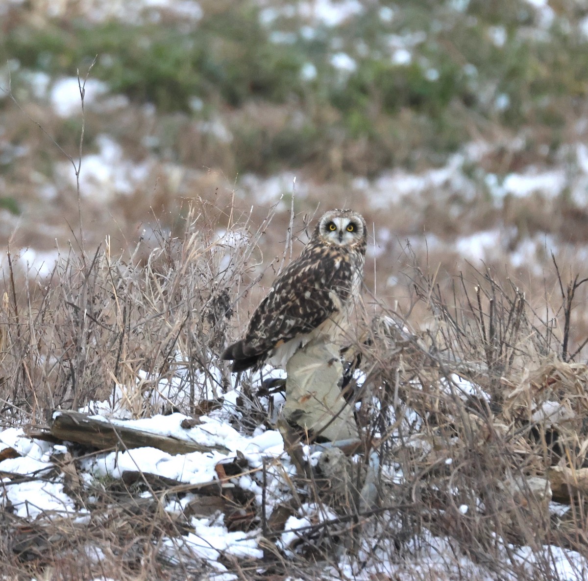 Short-eared Owl - ML646378881