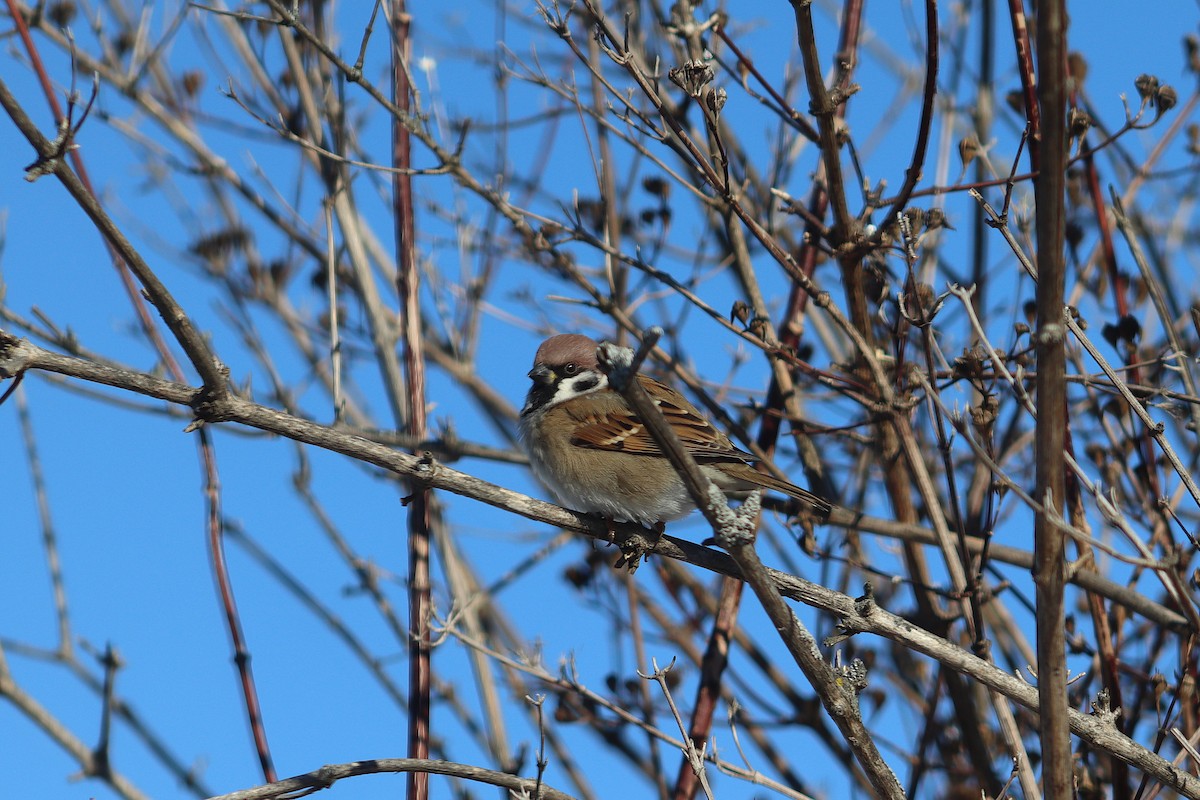 Gorrión Molinero - ML646378882
