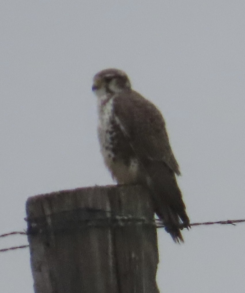 ソウゲンハヤブサ - ML646378884