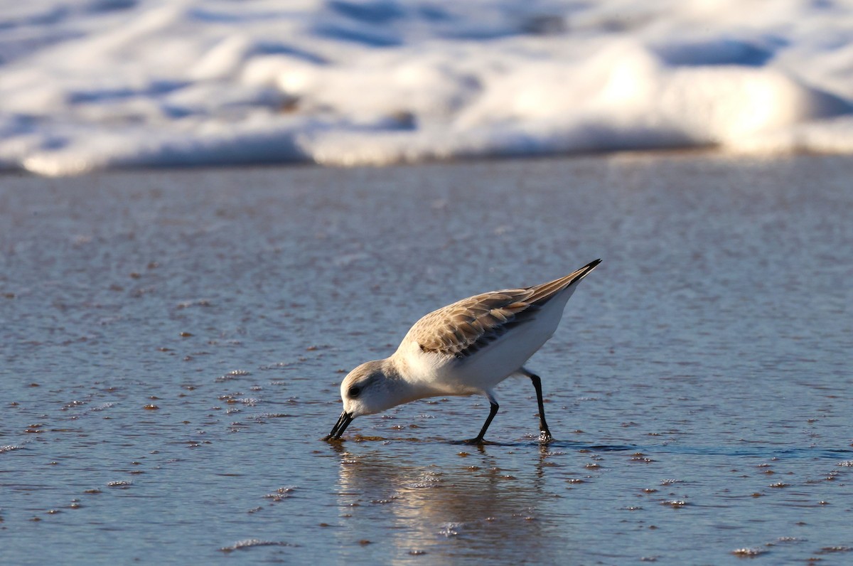Sanderling - ML646378885