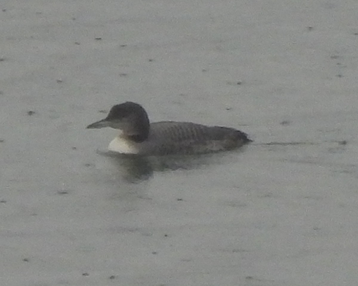 Buz Dalgıcı - ML646378887