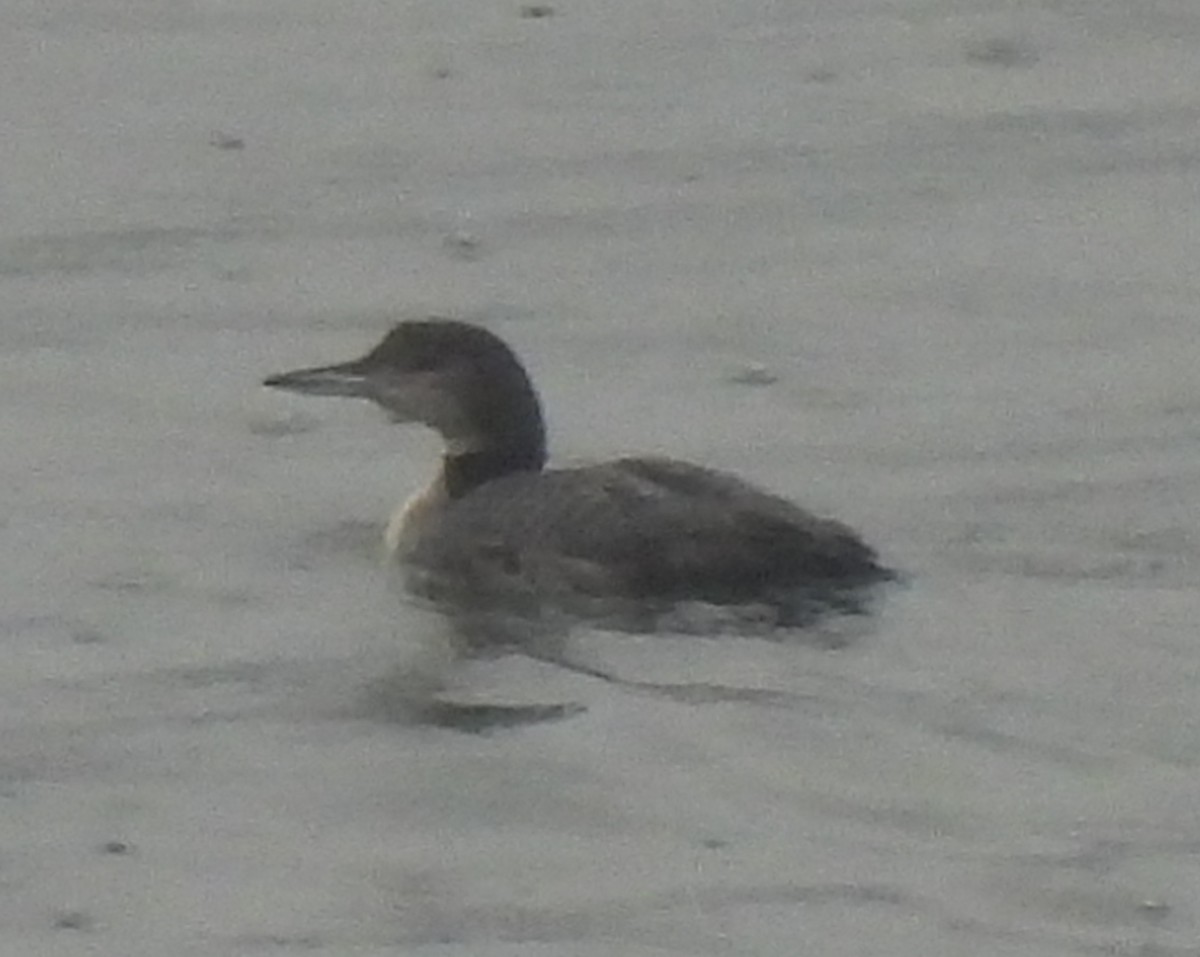 Buz Dalgıcı - ML646378888