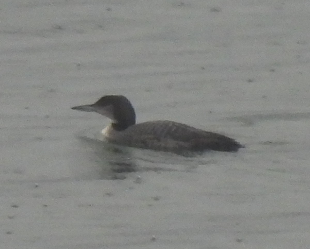 Buz Dalgıcı - ML646378889