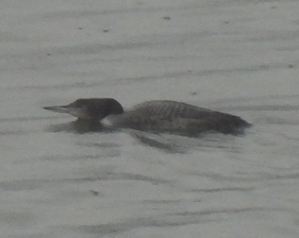 Buz Dalgıcı - ML646378890