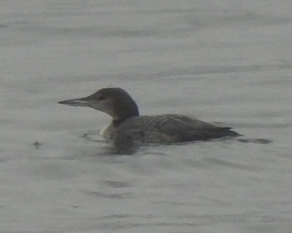 Buz Dalgıcı - ML646378891