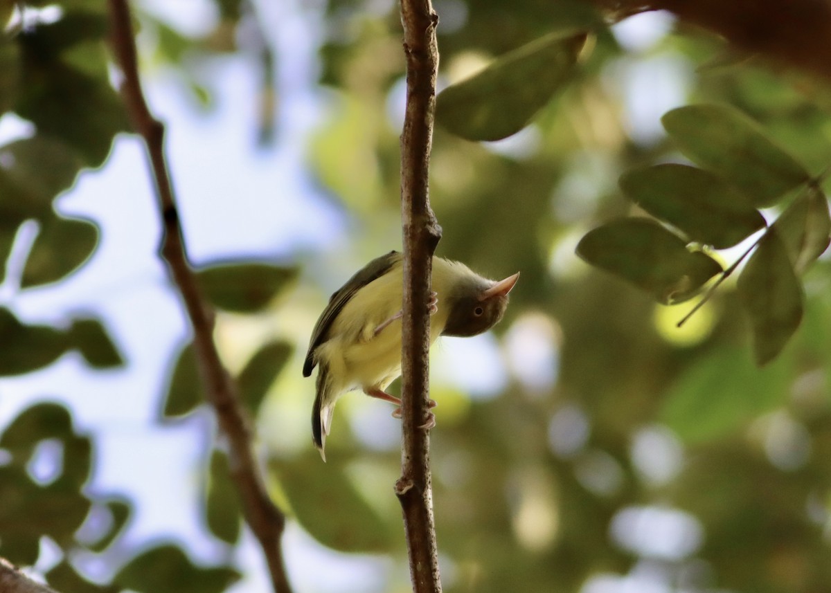 Scrub Greenlet - ML646378892