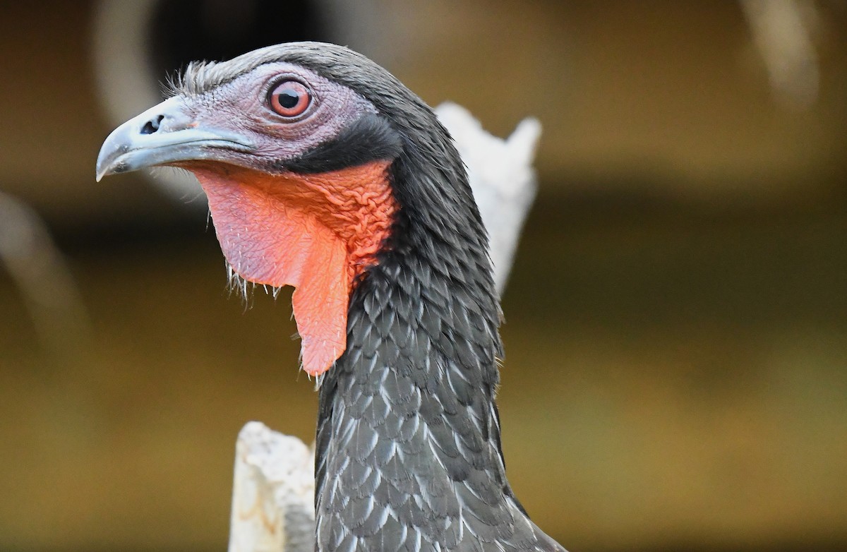 White-winged Guan - ML646378895