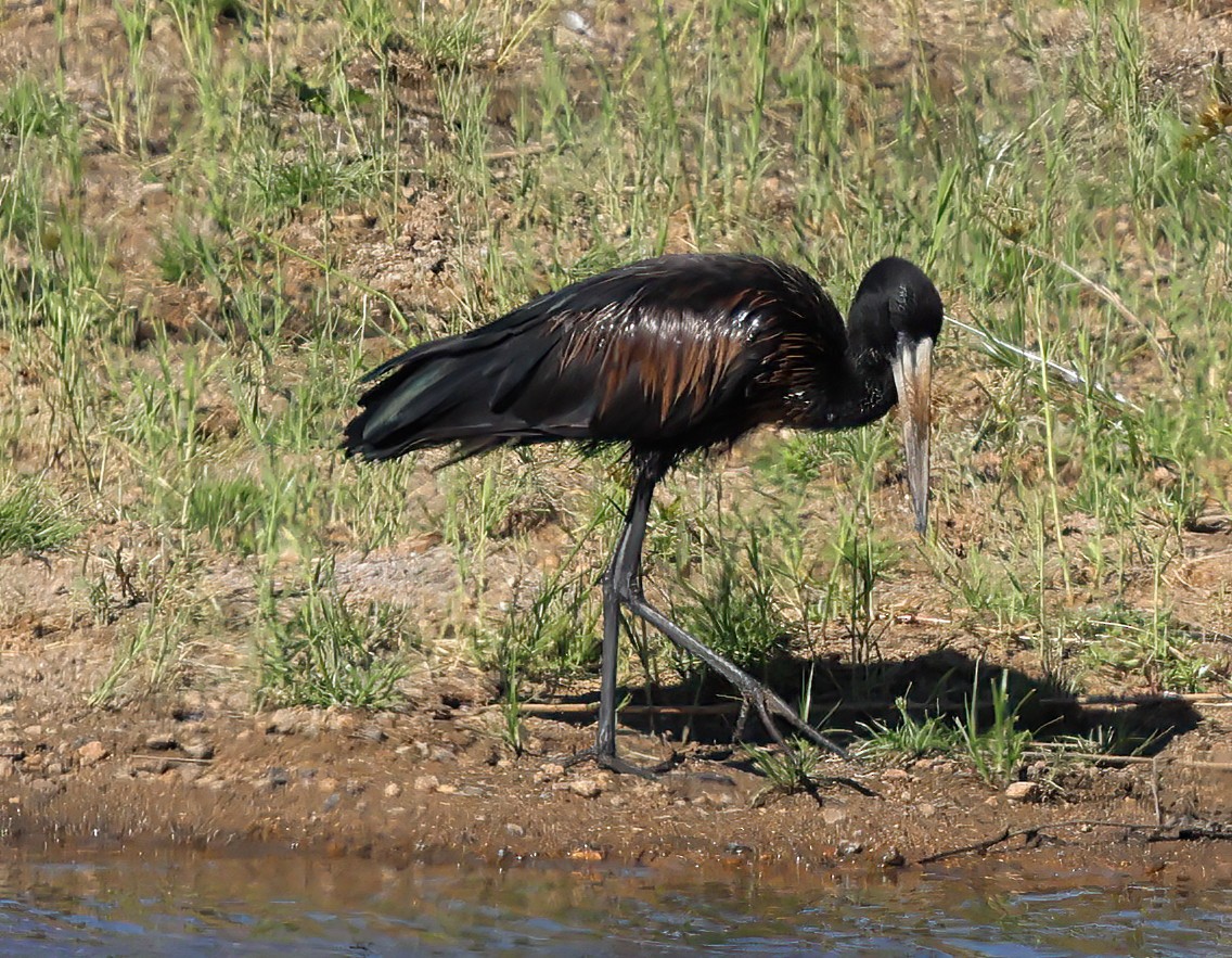 African Openbill - ML646378897