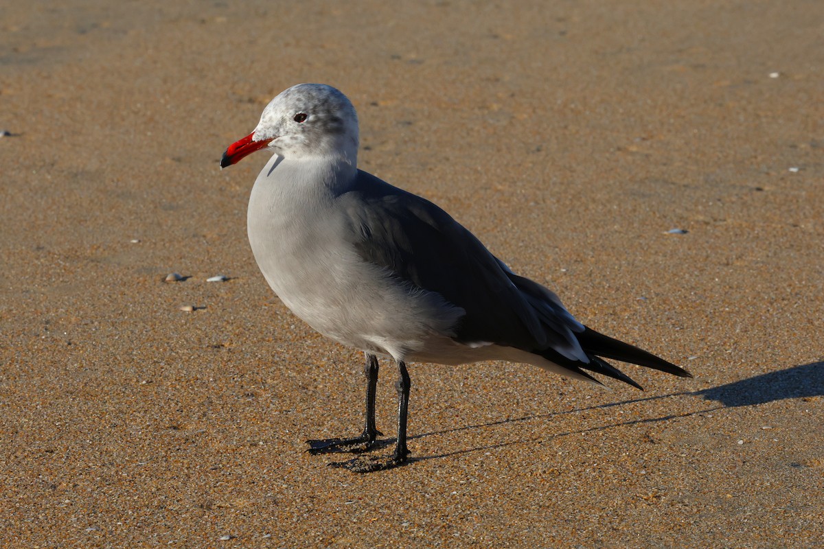 Heermann's Gull - ML646378899