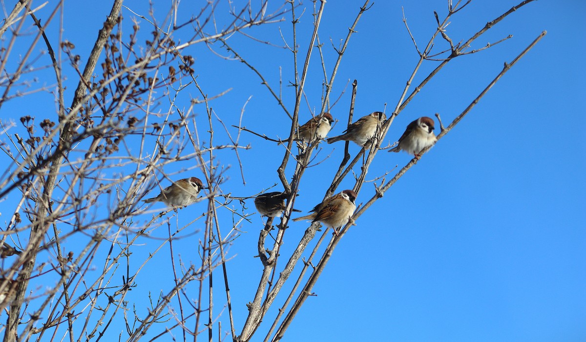 Gorrión Molinero - ML646378900
