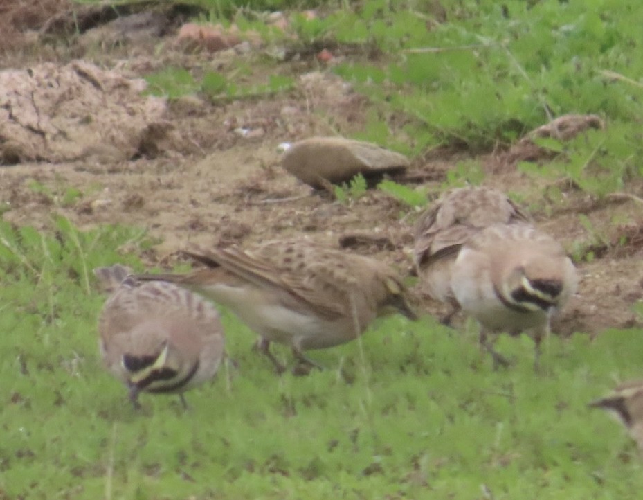 Alondra Cornuda - ML646378901