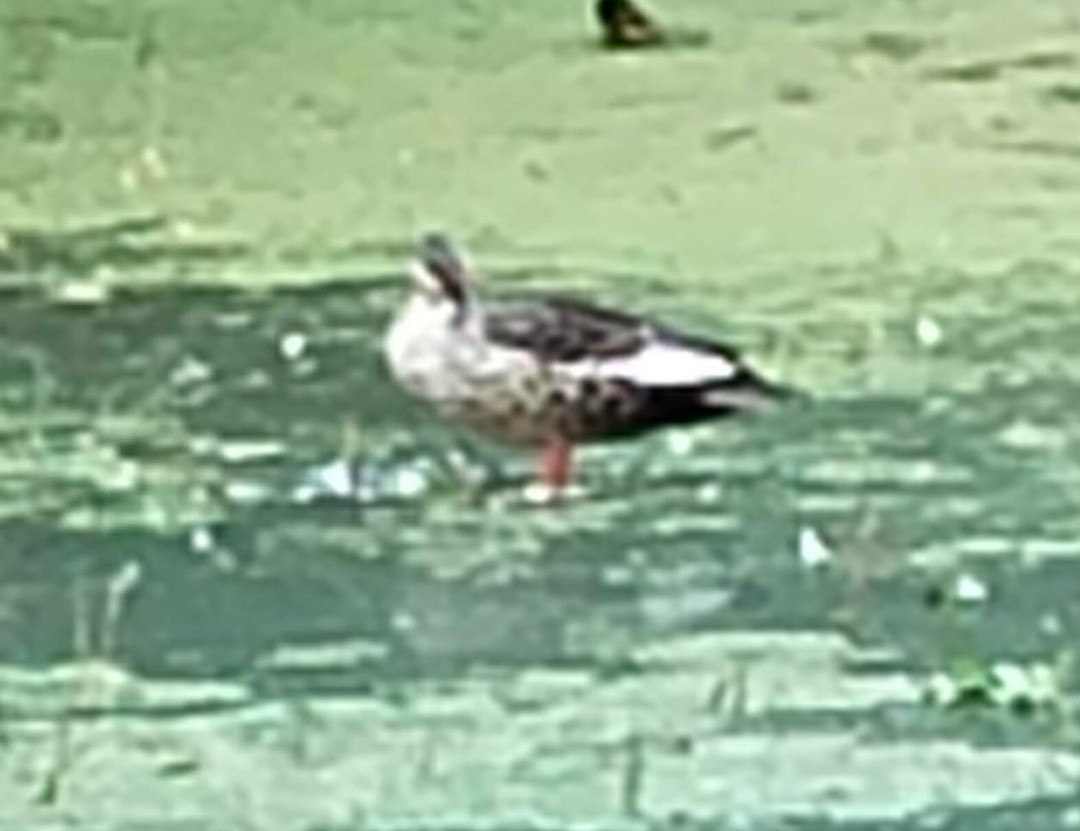 Indian Spot-billed Duck - ML646378902