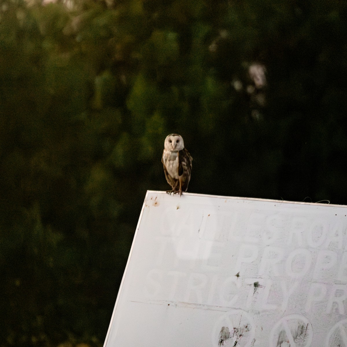 Australasian Grass-Owl - ML646378905