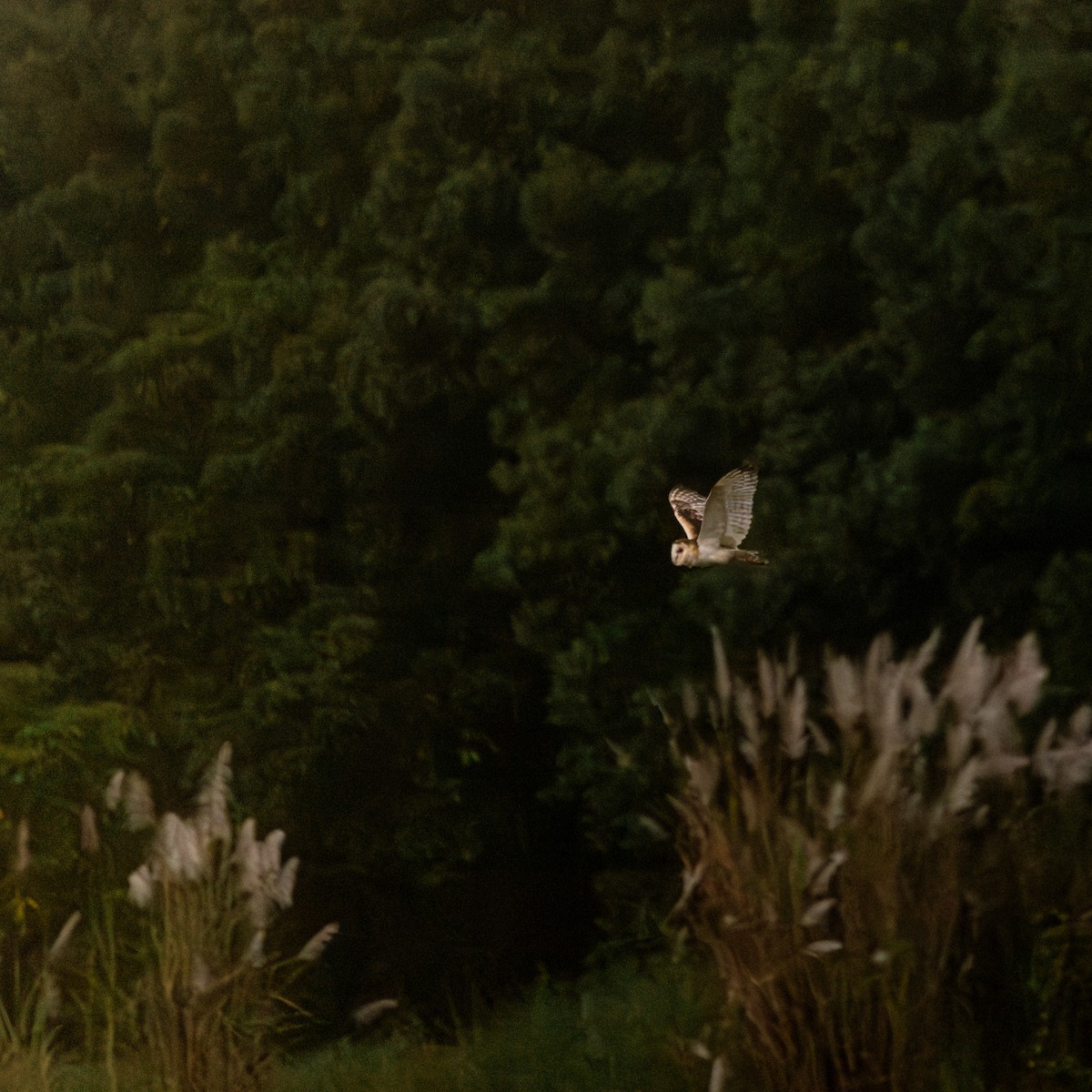 Australasian Grass-Owl - ML646378906