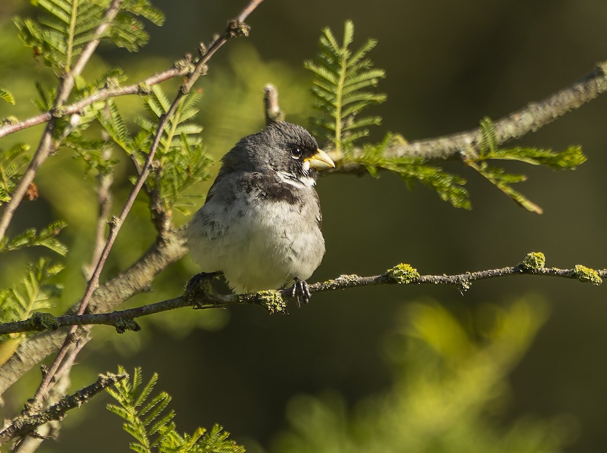 Double-collared Seedeater - ML646378907