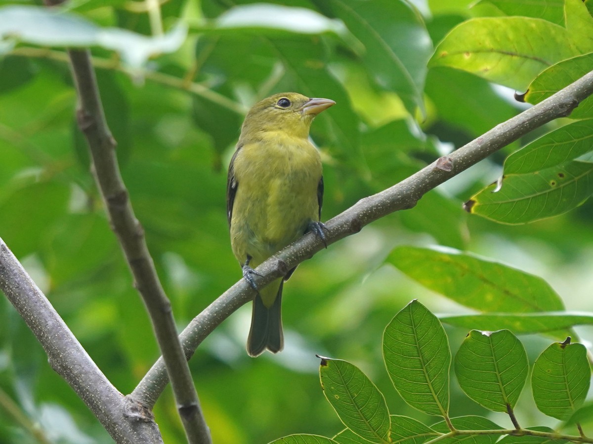 Scarlet Tanager - ML646378909