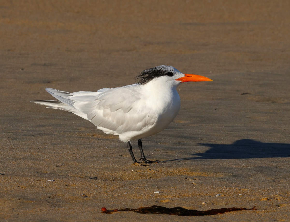 Royal Tern - ML646378910