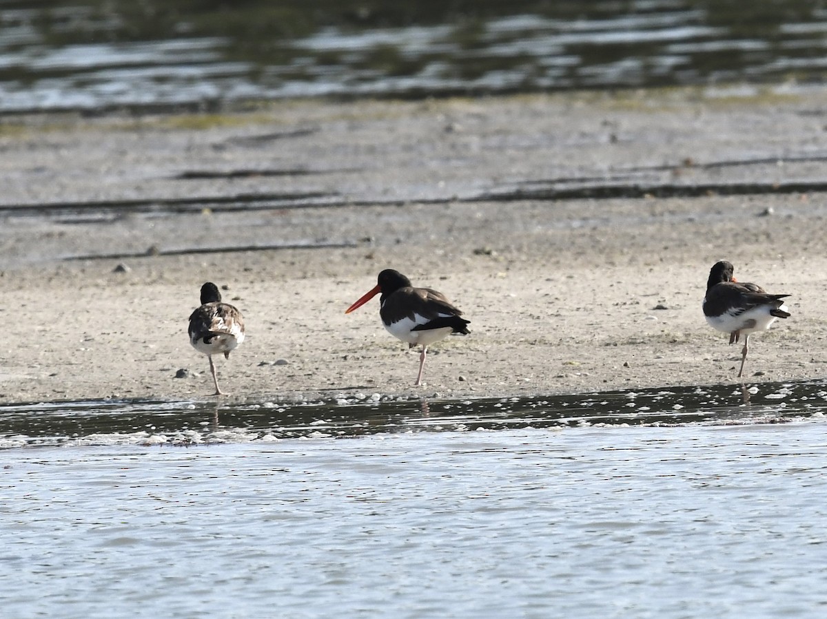 American Oystercatcher - ML646378913