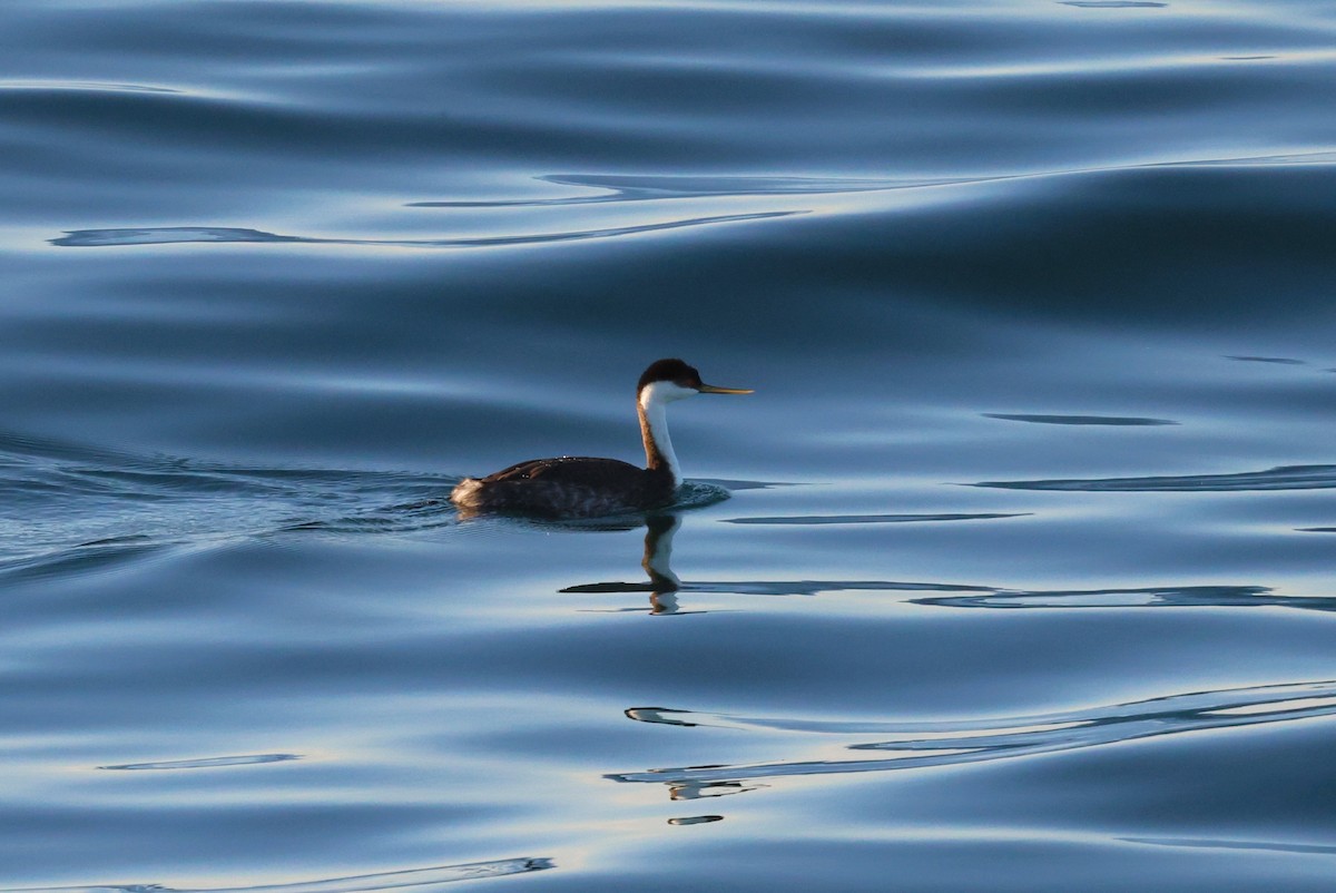 Western Grebe - ML646378918