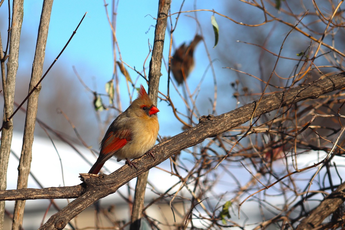 Красный кардинал - ML646378920