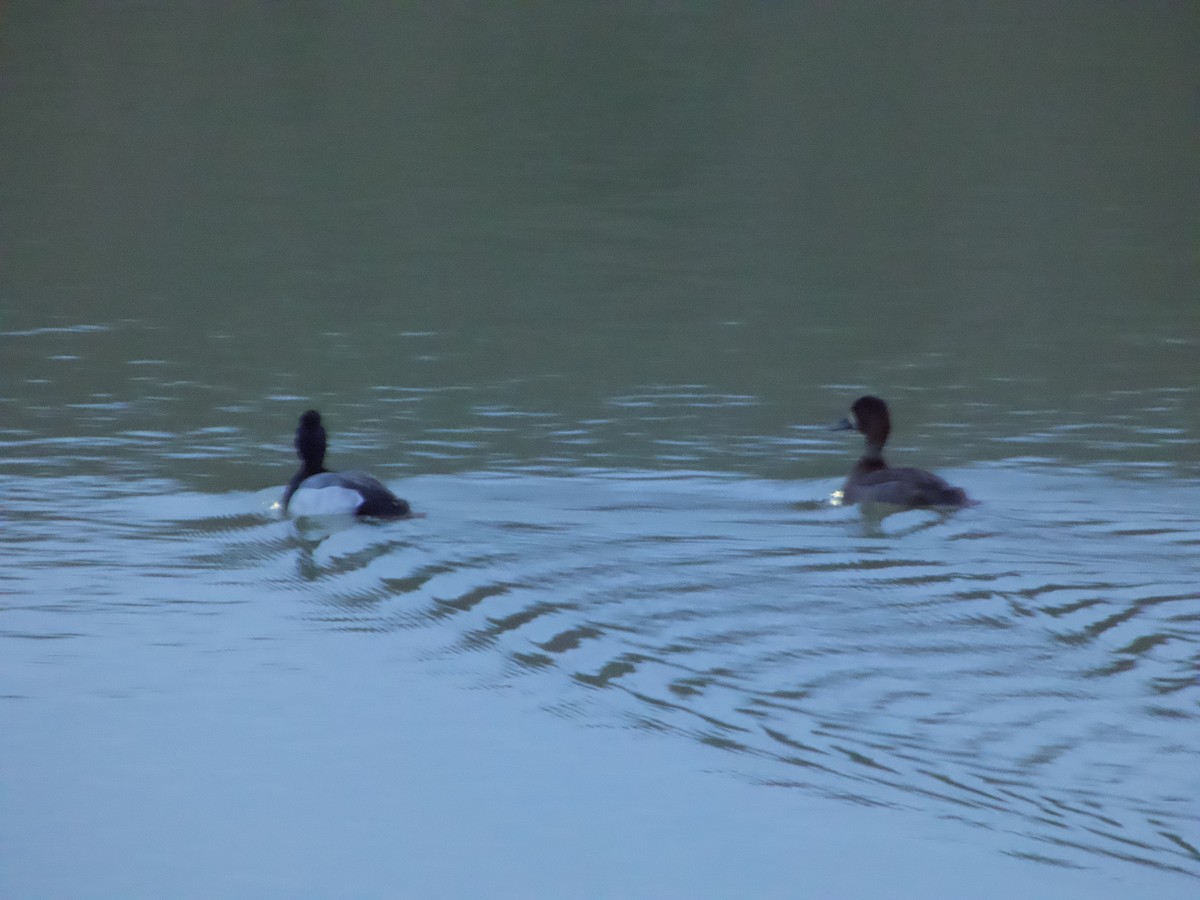 Lesser Scaup - ML646378922