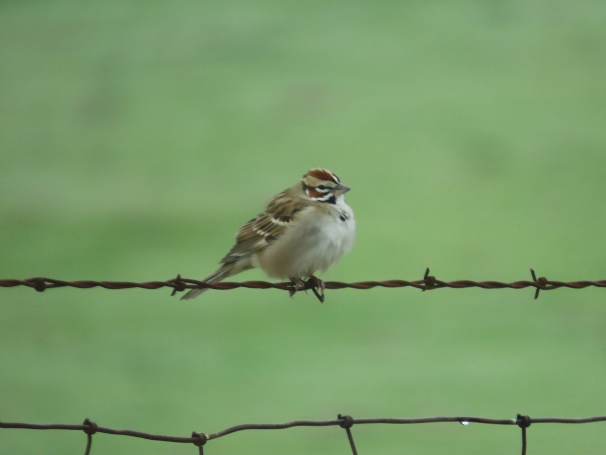 ヒバリヒメドリ - ML646378924