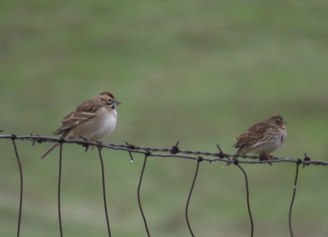 ヒバリヒメドリ - ML646378925