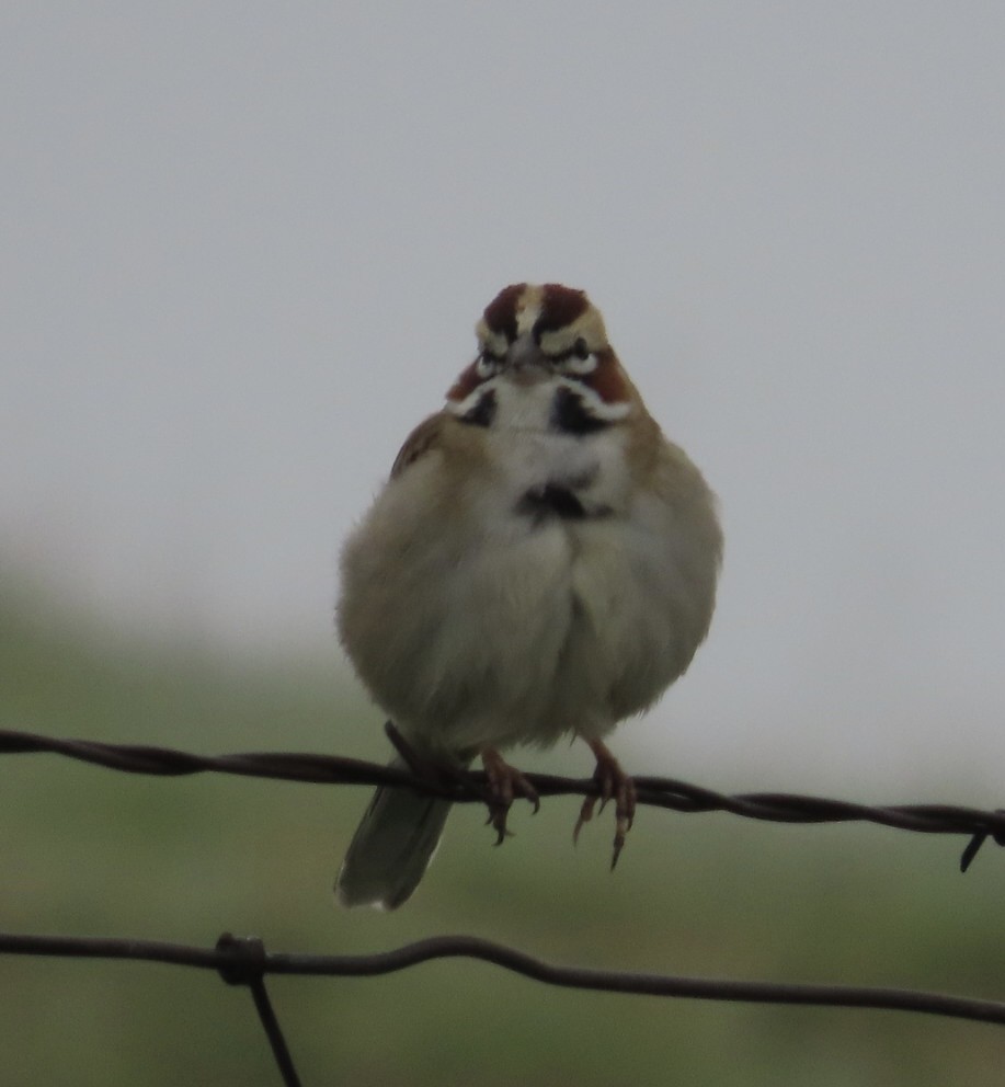 ヒバリヒメドリ - ML646378926