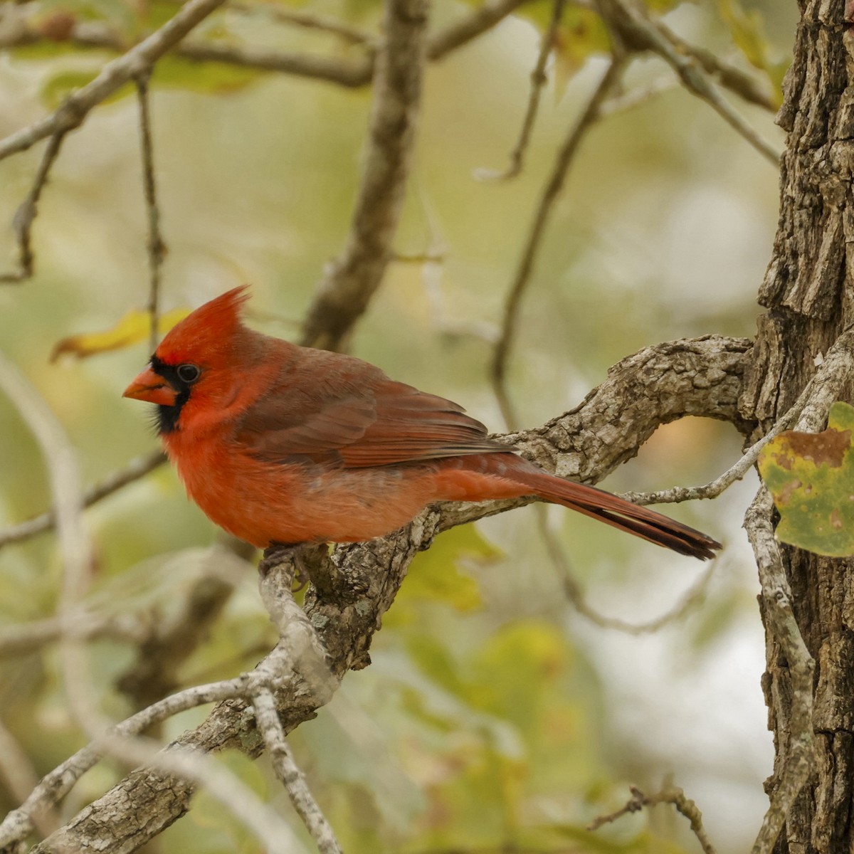 Cardinal rouge - ML646378927
