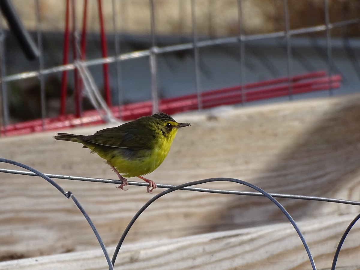 kentuckyparula - ML646378929