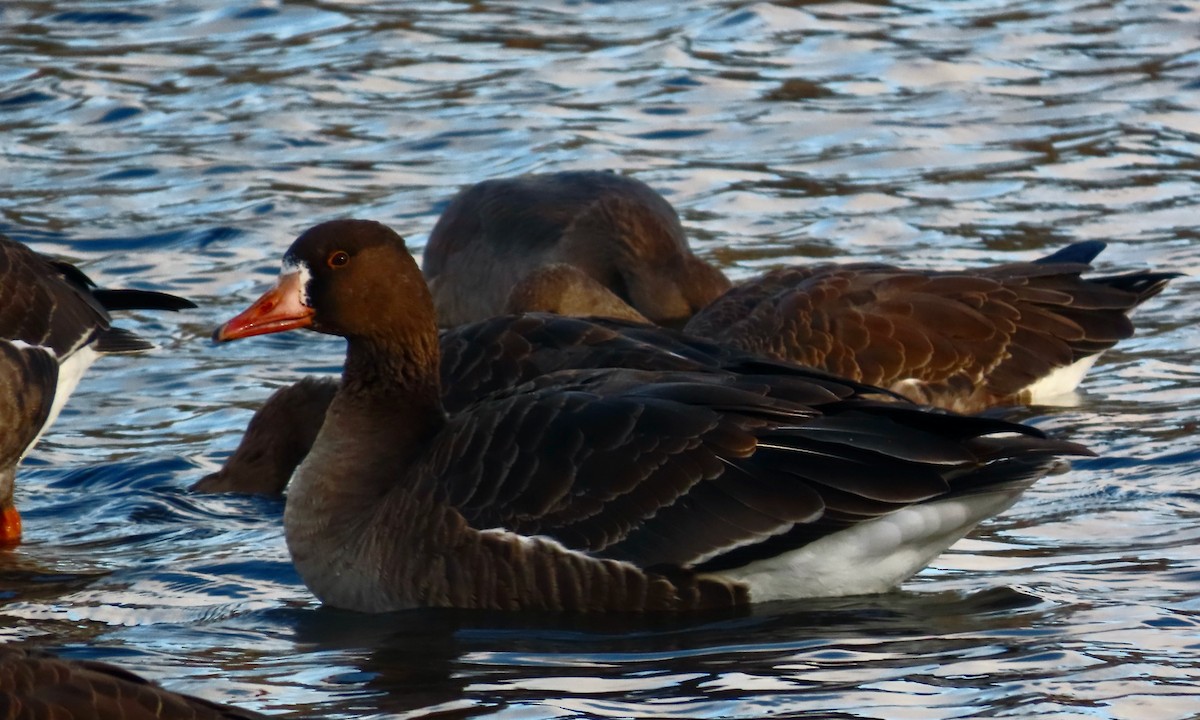Greater White-fronted Goose (Tule) - ML646378931