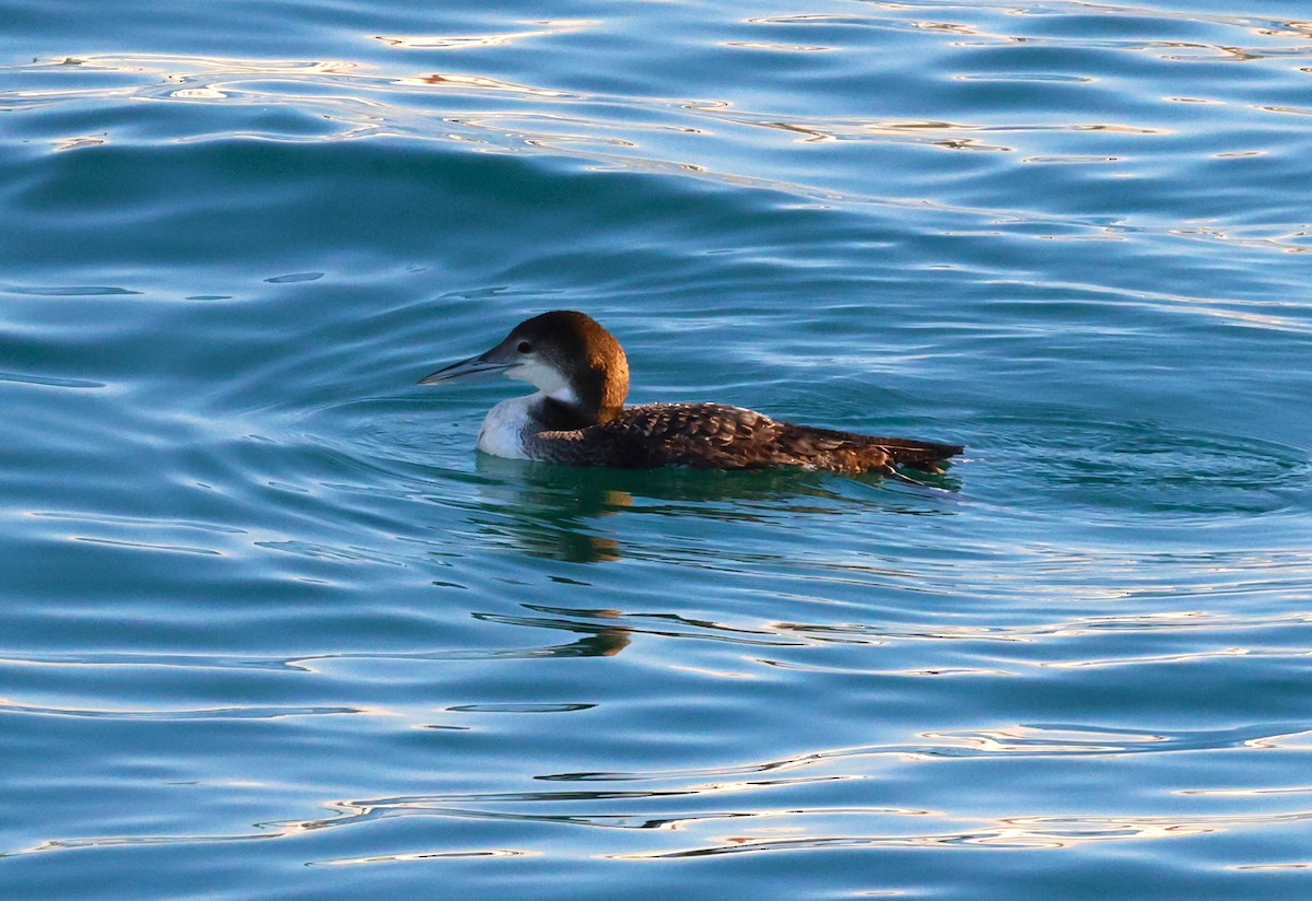 Buz Dalgıcı - ML646378932