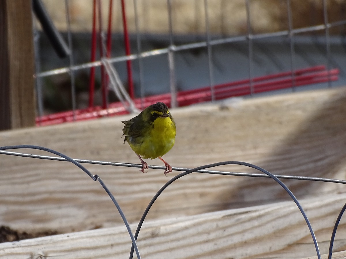 kentuckyparula - ML646378933