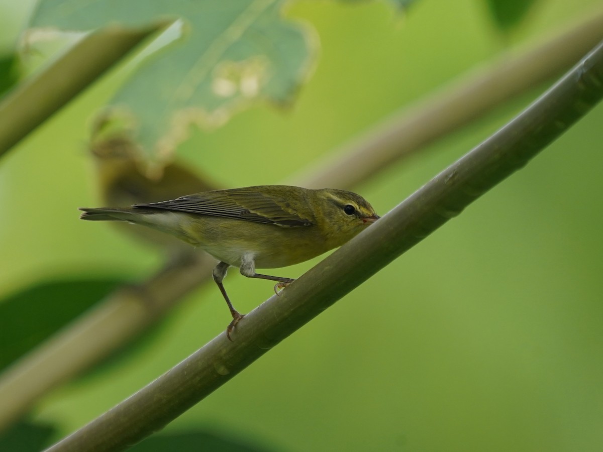 Tennessee Warbler - ML646378934