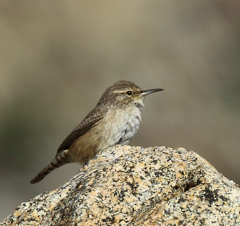 Rock Wren - ML646378935