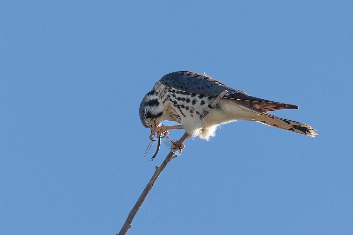 American Kestrel - ML646378937