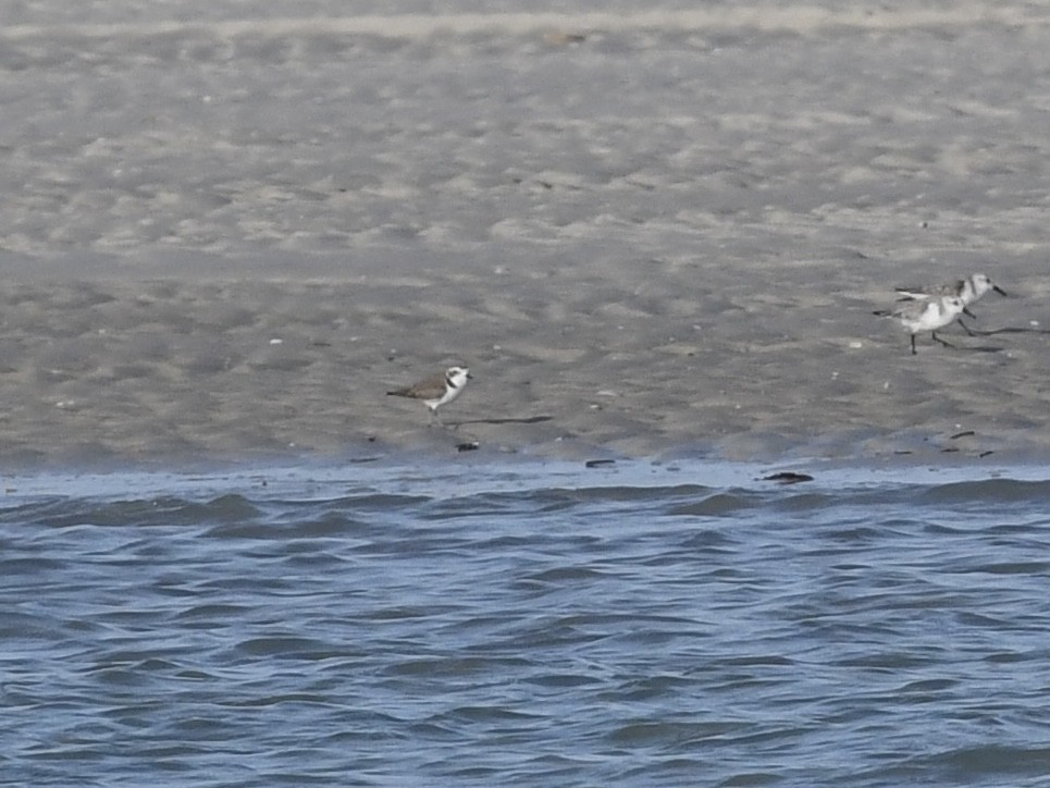 Snowy Plover - ML646378938
