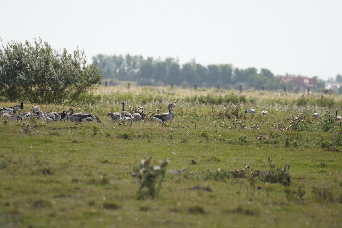 Graylag Goose (European) - ML646378939
