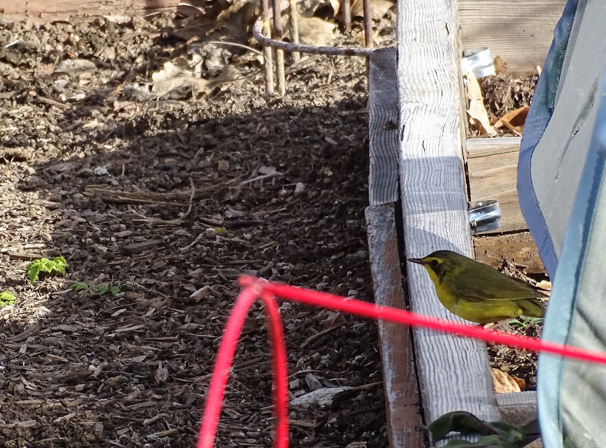 kentuckyparula - ML646378940