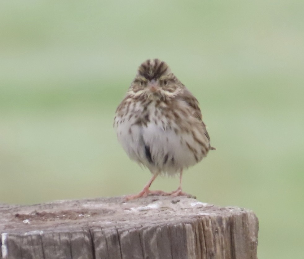 サバンナシトド - ML646378941