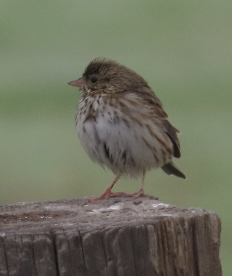 サバンナシトド - ML646378942