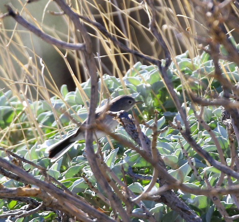 Black-tailed Gnatcatcher - ML646378944