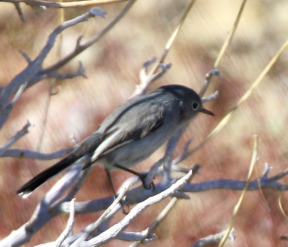 Black-tailed Gnatcatcher - ML646378945