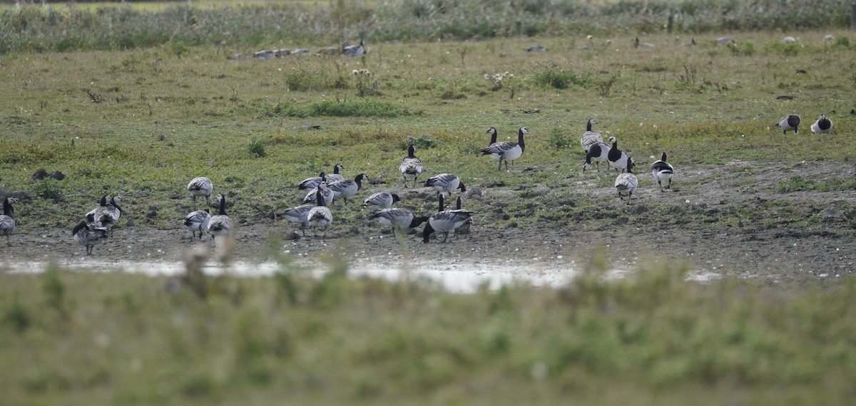 Barnacle Goose - ML646378946