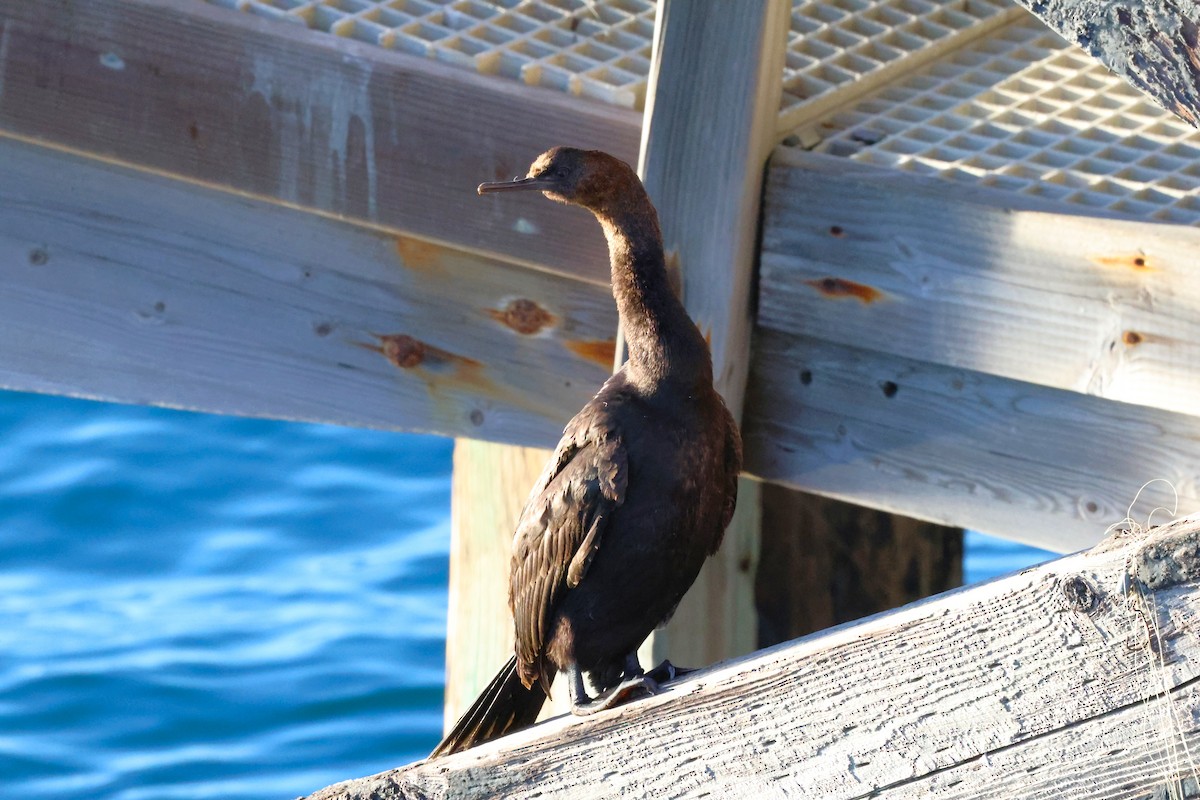 Pelagic Cormorant - ML646378947