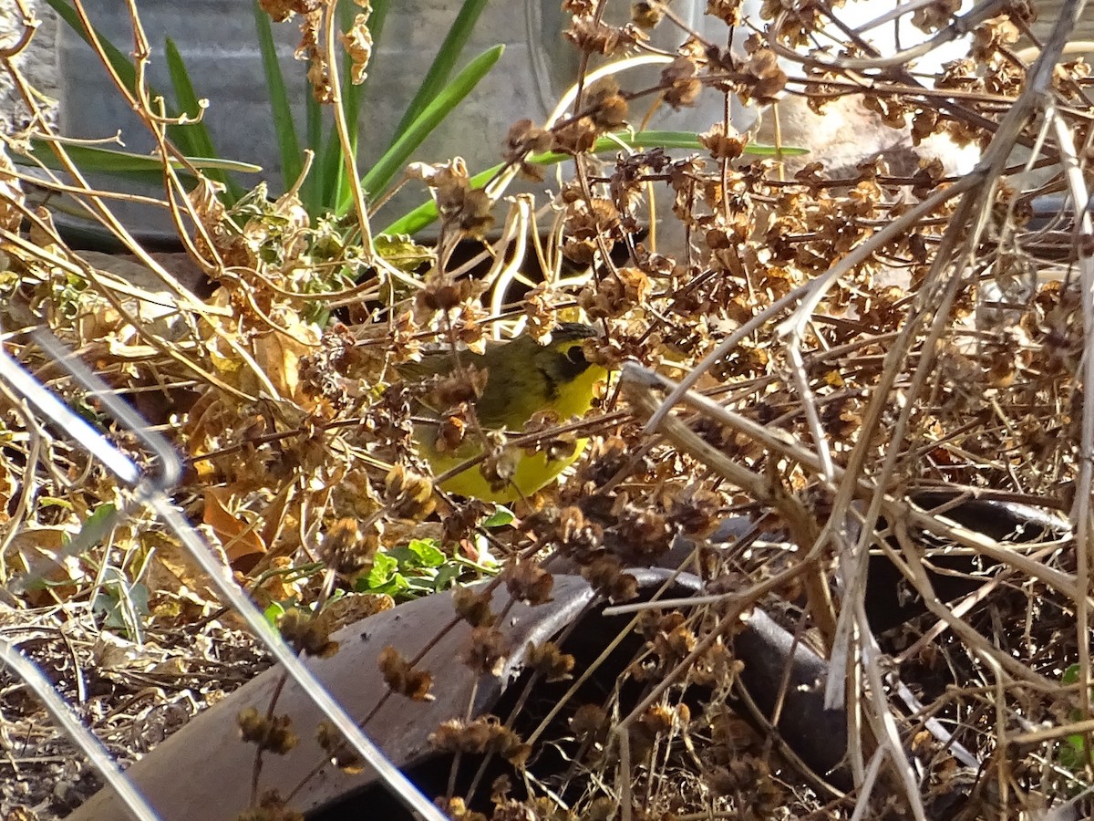 kentuckyparula - ML646378948